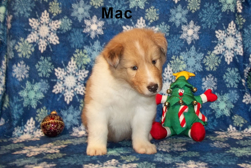 Mac, in IN