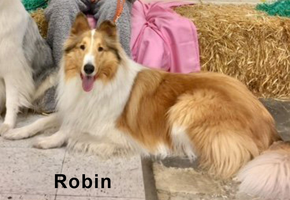 Robin