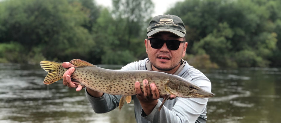 Амарын цурхай буюу цэнгэг усны цурхай /AMUR PIKE Mongolia/.