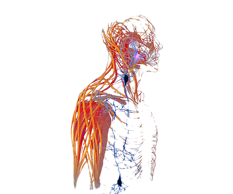 Fascia