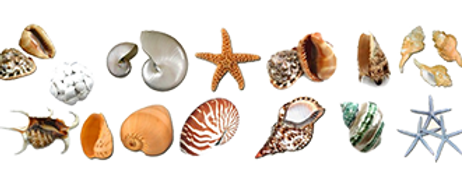 conchas.png