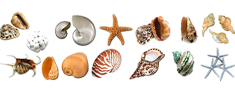 conchas.png