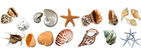 conchas.png