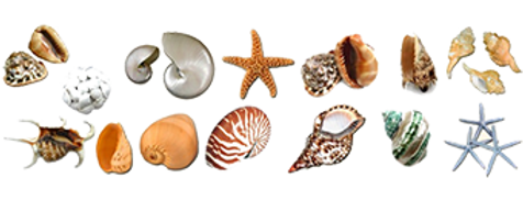 conchas.png