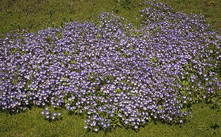 Flatface-downingia-Downingia-pulchella-Group-Yolo-10-May-2024-DSCF5769.jpg