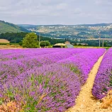 OC_09012019 RhondaC Lavender Fields.webp
