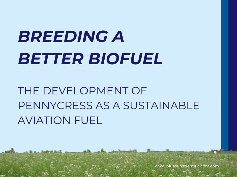 Breeding a Better Biofuel: The Develoment of Pennycress as a Sustainable Aviation Fuel