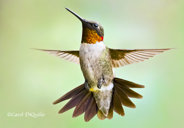 Ruby-throat Hummer R-37
