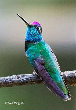 Magnificent-Rivoli Hummer M-29