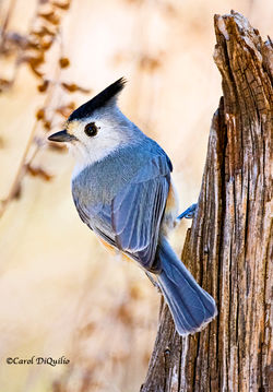 Black-crested Titmouse T-11