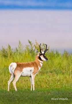 Pronghorn P-27