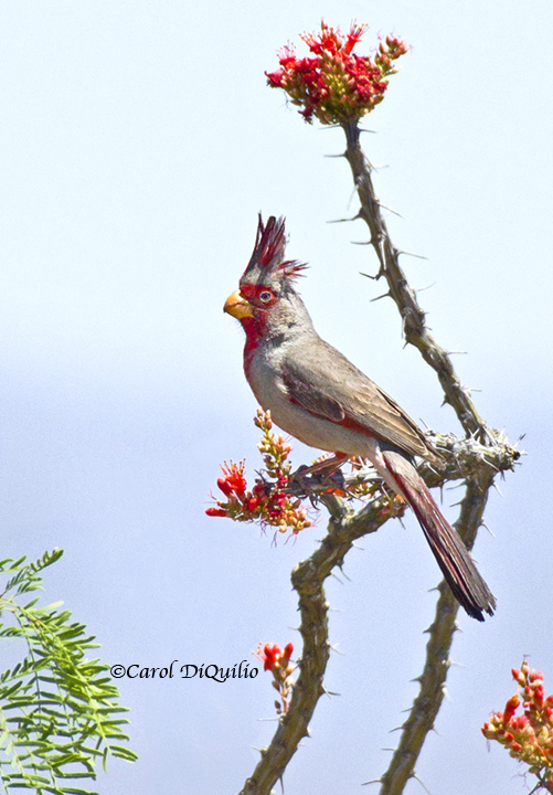 Desert Cardinal D-1