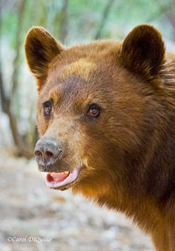 Black Bear B-80