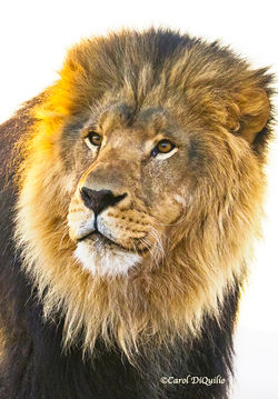 African Lion A-25