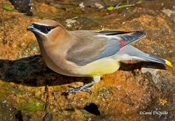 Cedar Waxwing C-20