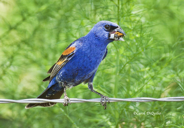 Blue Grosbeak B-32