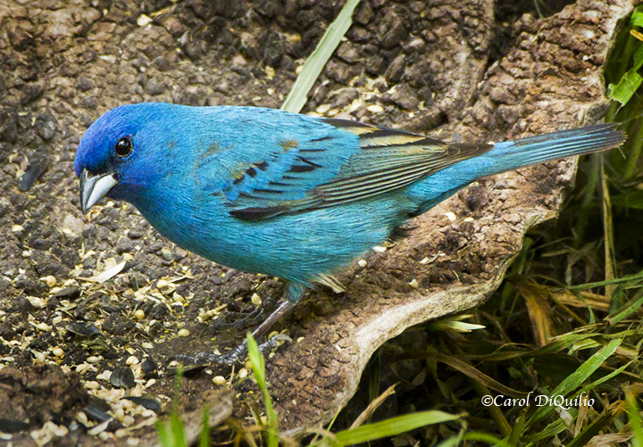 Indigo Bunting I-4