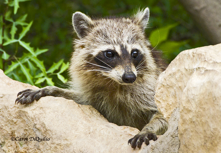Raccoon R-31