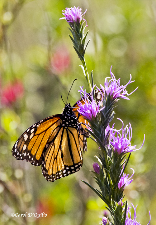 Monarch Butterfly BUTTER-7