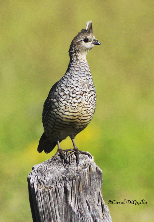 Scaled Quail S-5