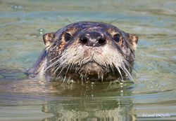 River Otter O-8