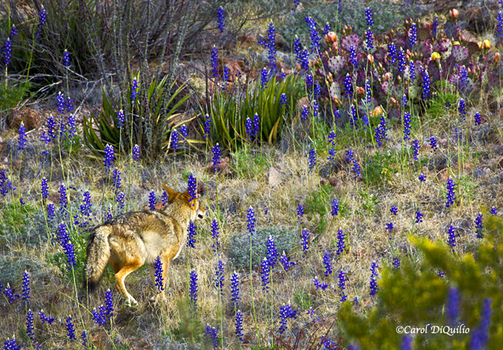 Coyote in Bluebonnets C-10