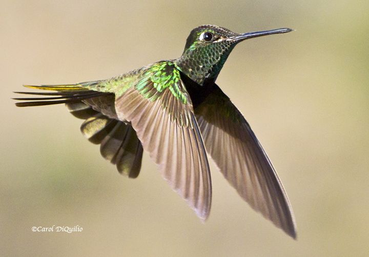 Magnificent Hummer M-11