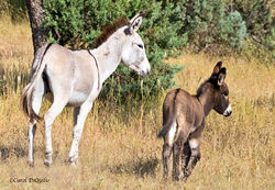 Wild Donkeys D-10