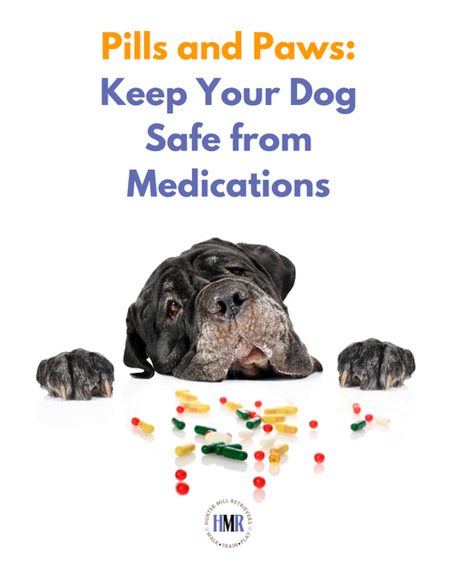 Pills and Paws: Keep Your Dog Safe from Medications