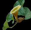 Aristolochia chilensis.jpg