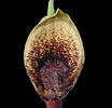 Aristolochia pontica 1.JPG