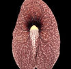 Aristolochia gigantea 1.jpg
