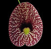 Aristolochia elegans.jpg