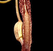 Aristolochia schippii.jpg
