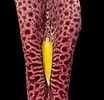 Aristolochia odoratissima 1.JPG