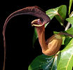 Aristolochia macroura.jpg