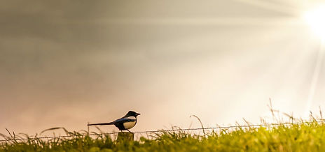 sky-bird-perched.JPG