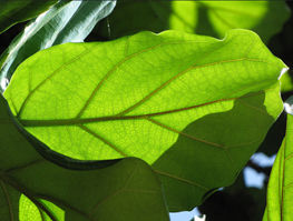 FiddleleafFig-263w.jpg