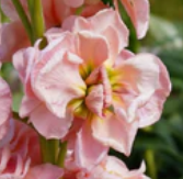 Apricot Stock Flower