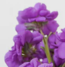 Thumbnail: July Subscription, Large