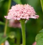 Lilac Zinderella Zinnia Flower 