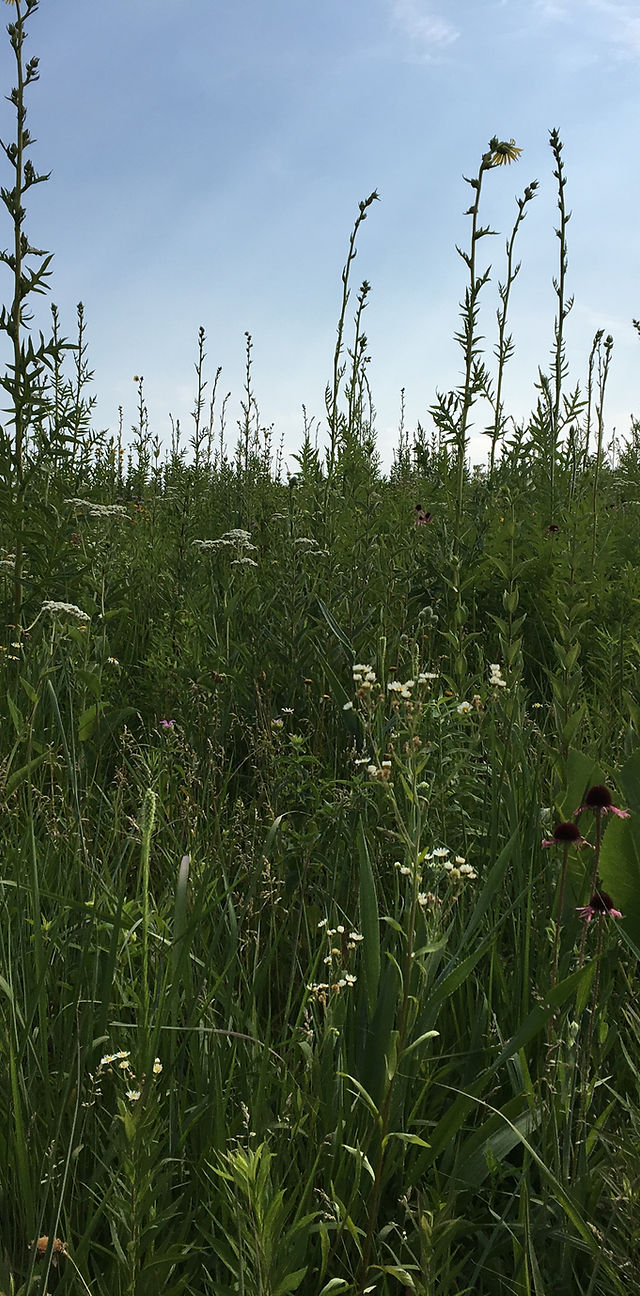 Bluff Spring Fen - Forest Preserves of Cook County