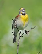 Dickcisse (Male)l_6-16-18_OGR_3065.JPG