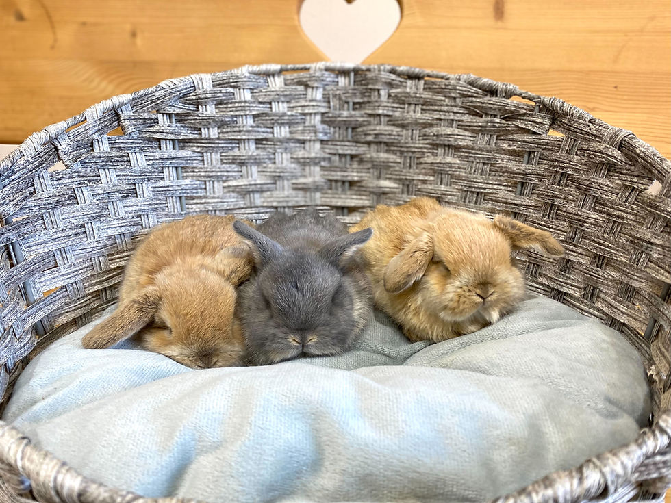 サムネイル： 🌸かわいい赤ちゃん達🌸写真＆動画