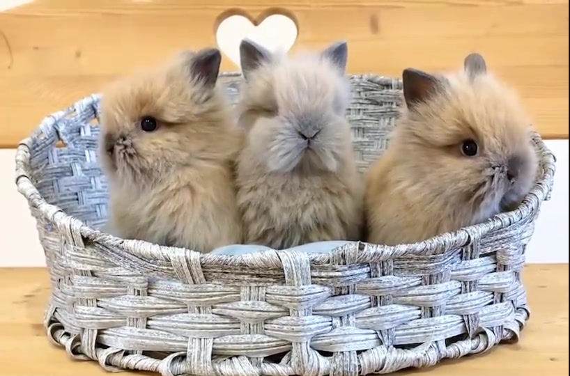 サムネイル： 🌸かわいい赤ちゃん達🌸写真＆動画