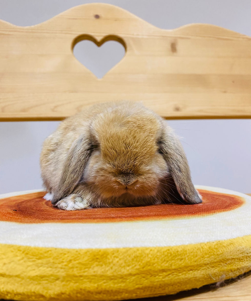 サムネイル： 💛ご家族が決まりました💛ホーランドロップ