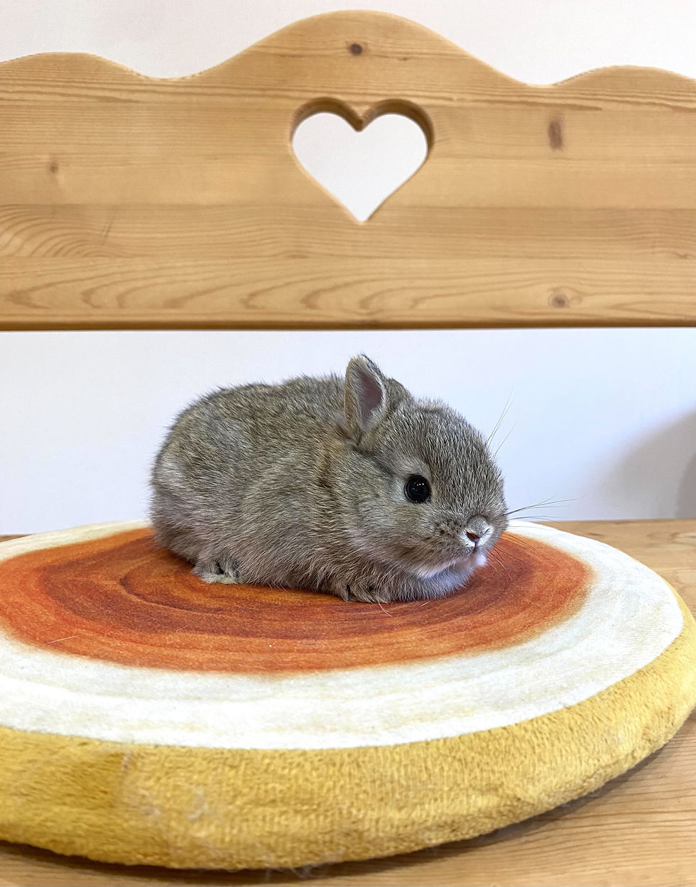 サムネイル： 💛ご家族が決まりました💛ネザーランドドワーフ・チェスナット2