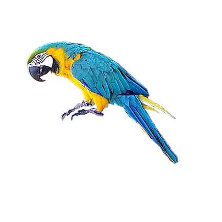 hiclipart.com (1).png
