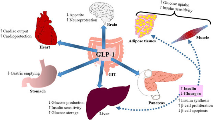Curated visual reference: Ways Coronavirus Changed The Glucagon Like Peptide 1 Glp 1 Photo Inspiration