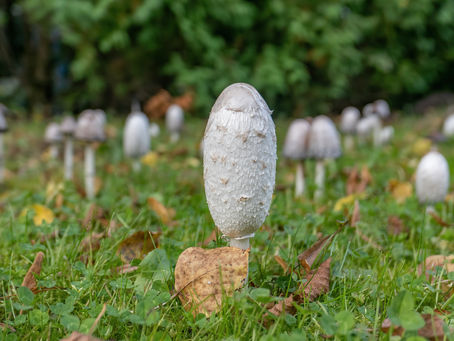 A Fascinating Behind-the-Scenes Look at Biopolymers Market